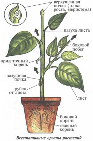 БІОЛОГАМ 7-го КЛАСУ