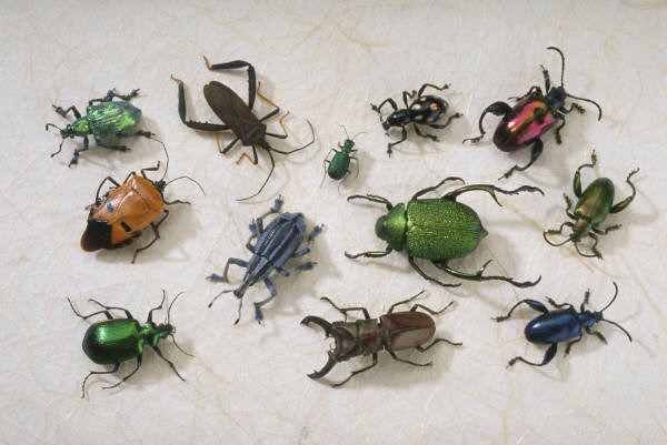 Чому комахи зайняли панівне становище на Землі?